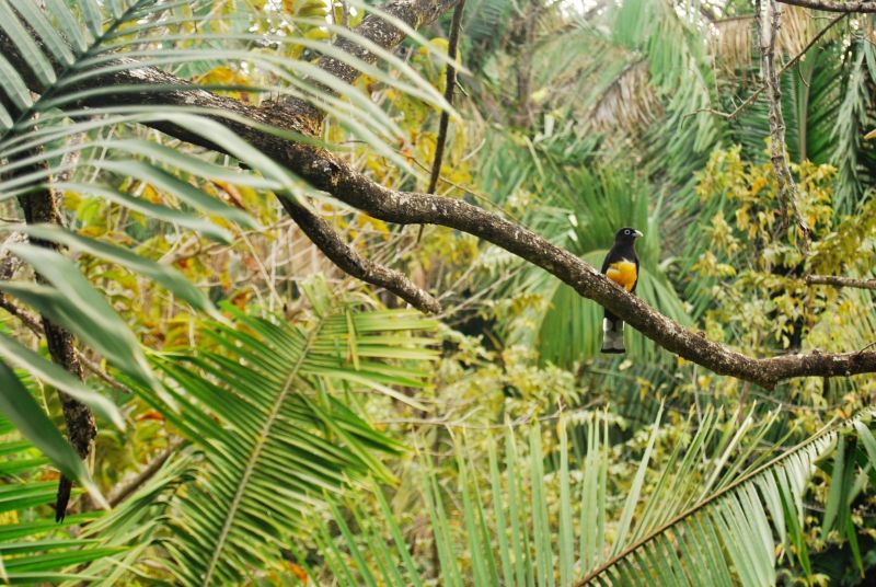 Amazon basin tours is one of the bolivia tourist attractions. Photo by Alyssa Crouse on Unsplash