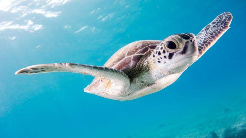 O mořských želvách, plastovém odpadu a projektu Tamar v Ubatubě