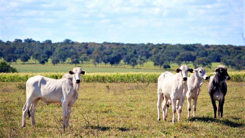 Jak jsme pracovali na brazilské farmě